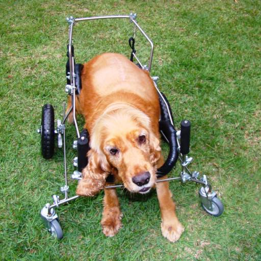 VetCar para 4 Membros por VetCar