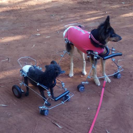 VetCar para 4 Membros por VetCar