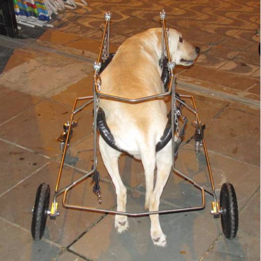 VetCar para 4 Membros por VetCar