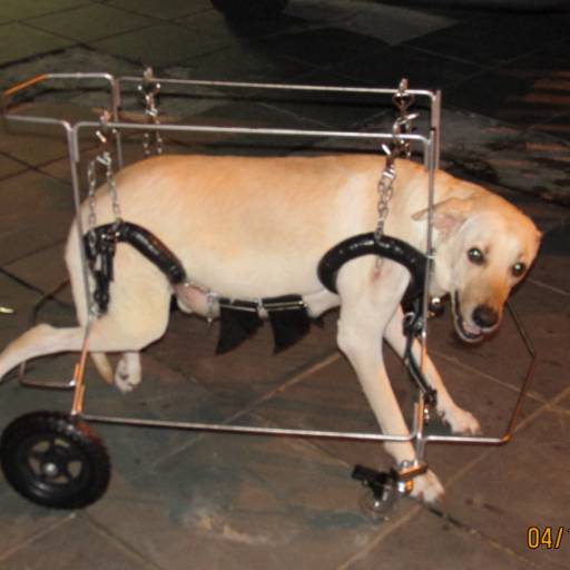 VetCar para 4 Membros por VetCar