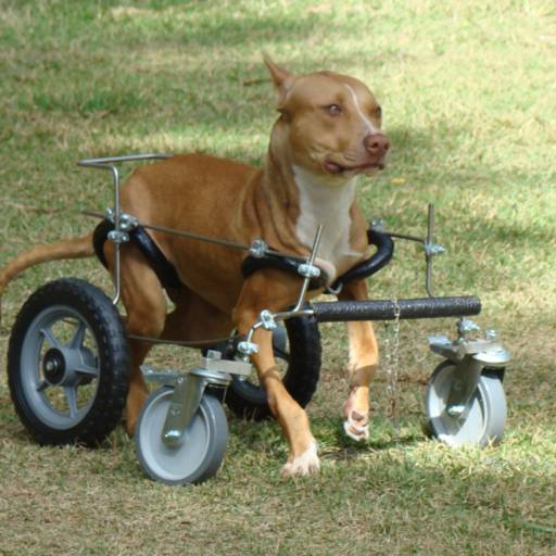 VetCar para 4 Membros por VetCar