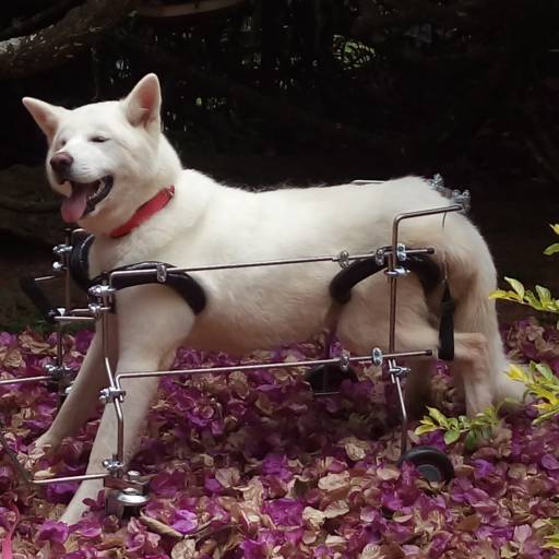 VetCar para 4 Membros por VetCar