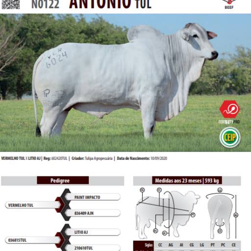 Touro Nelore CEIP Antonio TUL (N0122)