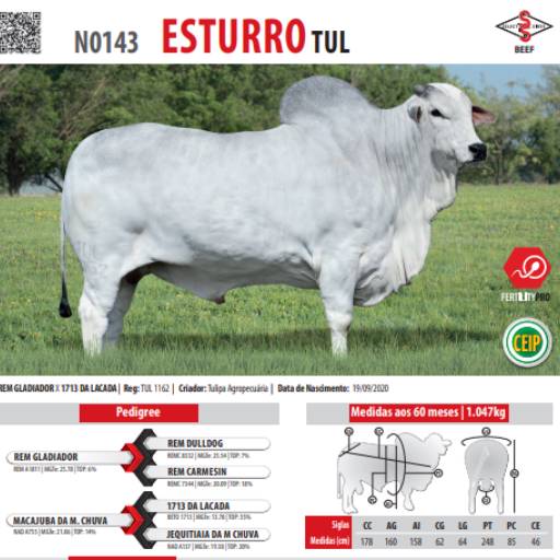 Touro Nelore Esturro TUL (N0143)