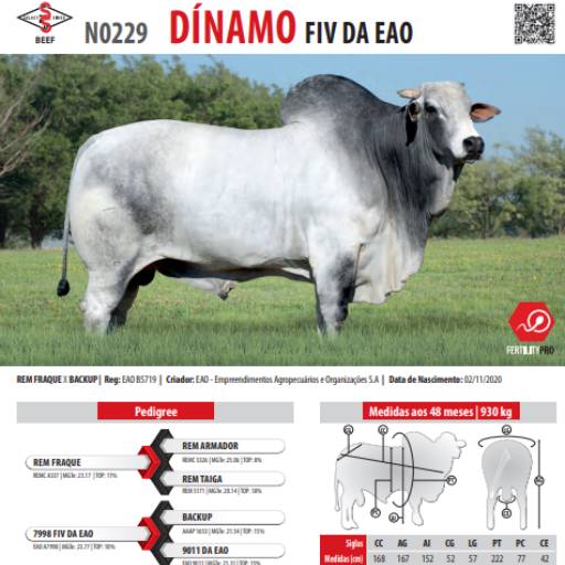Touro Nelore Dínamo FIV da EAO (N0229)