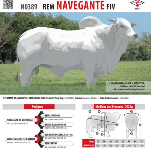 Touro Nelore Rem Navegante FIV (N0389)