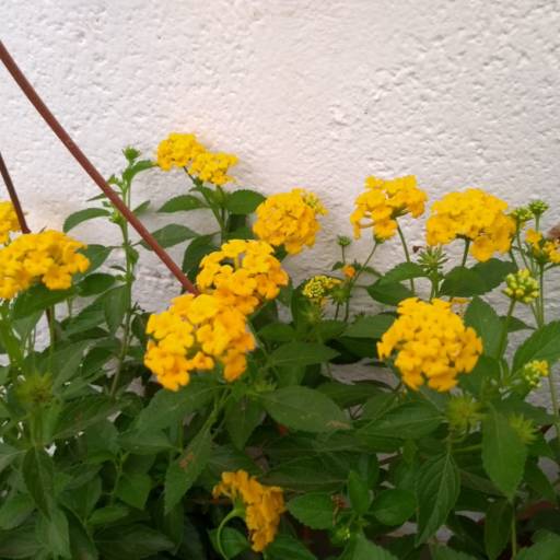 Lantana  por Botucatu Garden