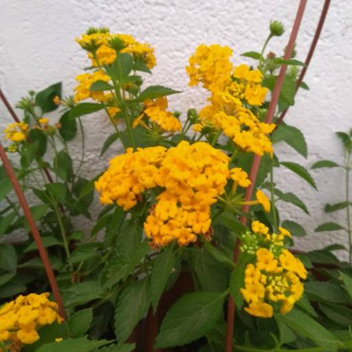 Lantana  por Botucatu Garden