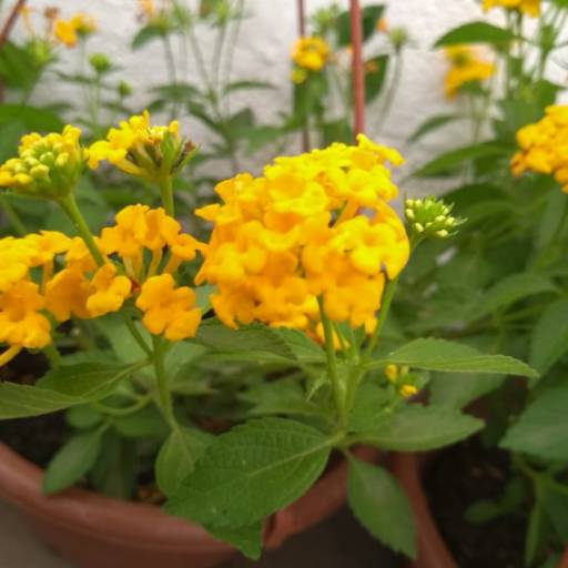 Lantana  por Botucatu Garden