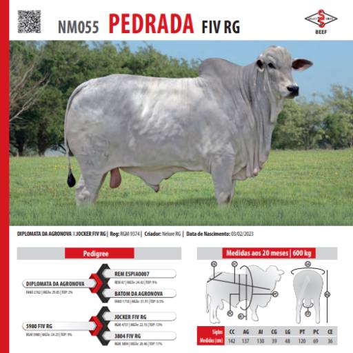 Touro Nelore Pedrada FIV RG (NM055)