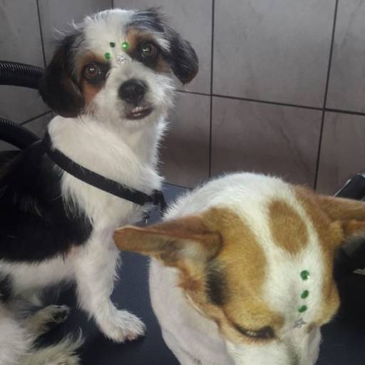 Tosa de animais por RBO Banho e Tosa