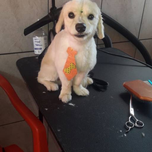 Tosa de animais por RBO Banho e Tosa