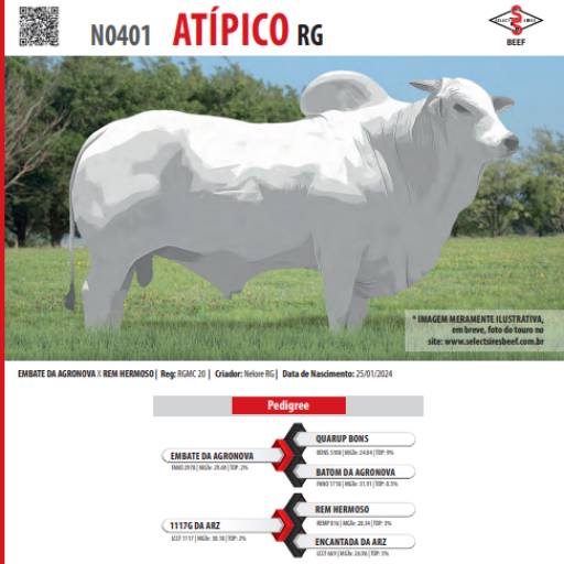 Touro Nelore RGMC 20 – Embate (RGMC 20)