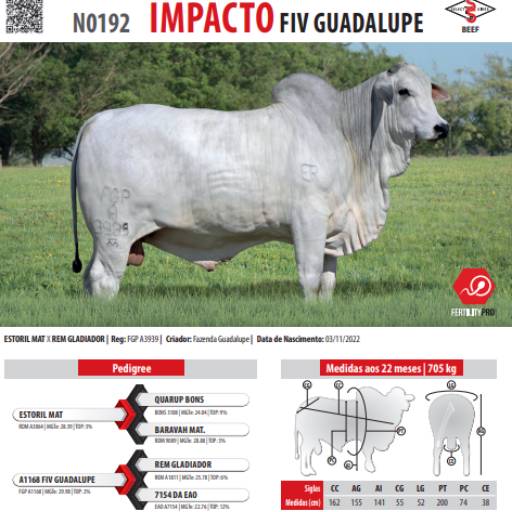 Touro Nelore Impacto FIV Guadalupe (N0192)