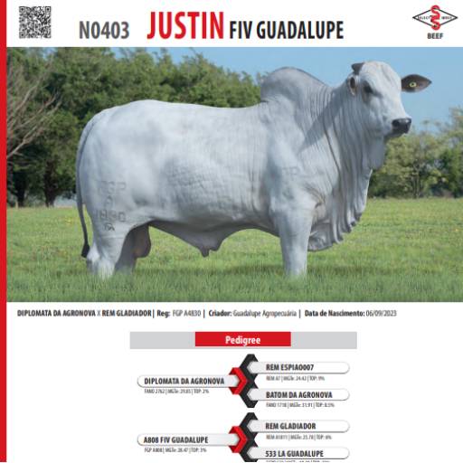 Touro Nelore Justin FIV Guadalupe (N0403)