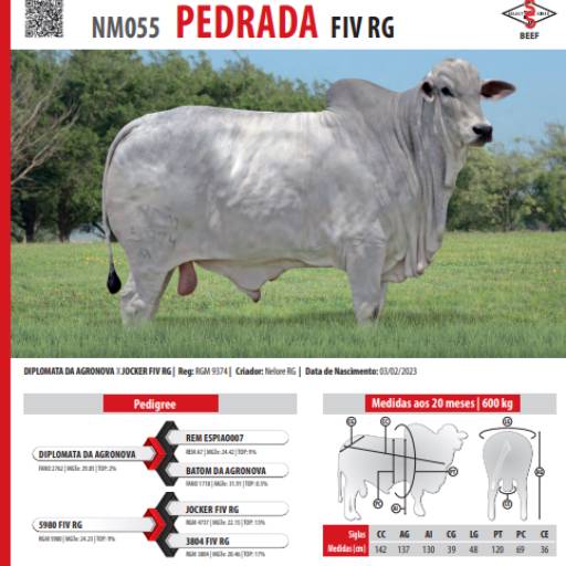 Touro Nelore Pedrada FIV RG (NM055)