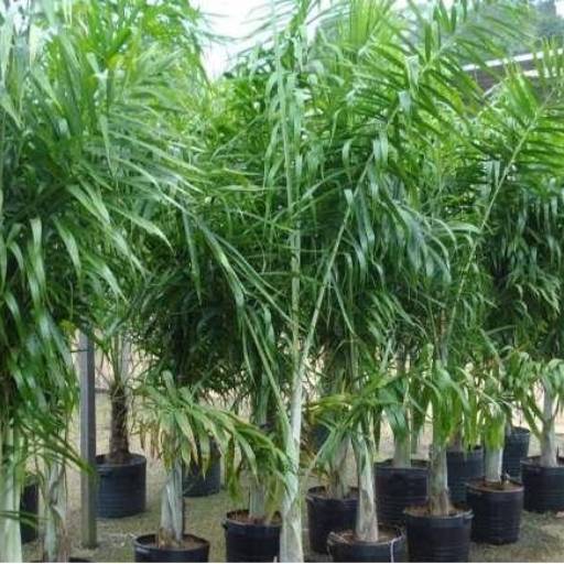 Comprar o produto de Palmeira Locuba em Plantas pela empresa Paraíso Jardim - Serviços de Paisagismo em Itapetininga, SP por Solutudo