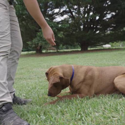 Adestramento, Filhotes e Cães de Proteção em Avaré