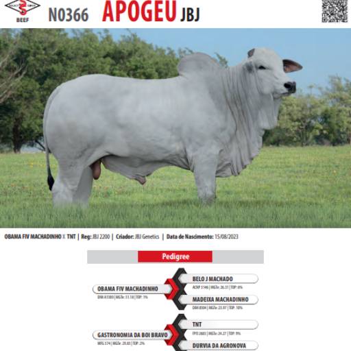 Touro Nelore Obama FIV Machadinho (JBJ 2200)