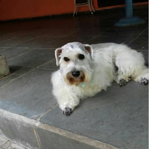 Banho e tosa