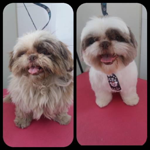 Tosa na tesoura por Tia Angela Centro de Estética Animal