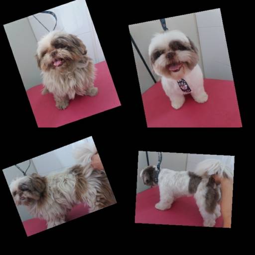 Tosa na tesoura por Tia Angela Centro de Estética Animal