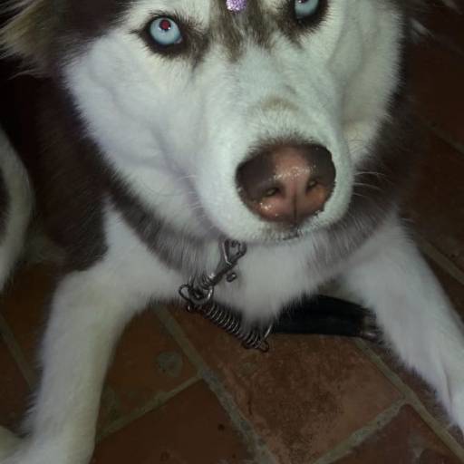 Banho e tosa por RBO Banho e Tosa