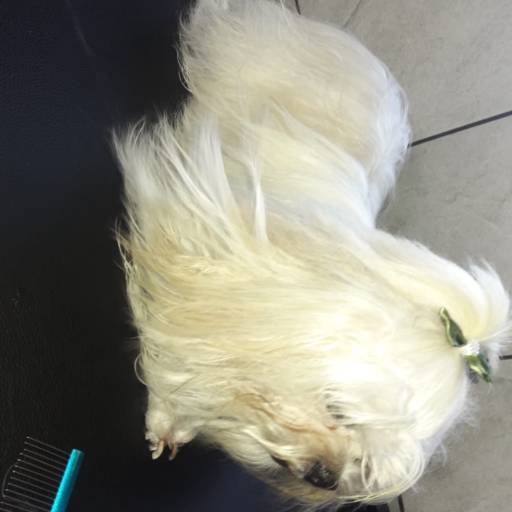 Banho e tosa por RBO Banho e Tosa