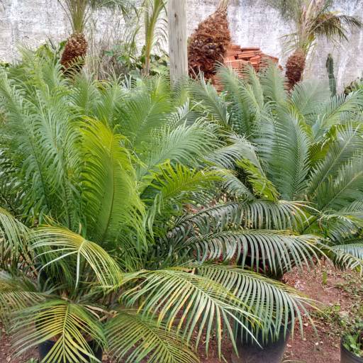 Comprar o produto de Cica folha longa em Plantas pela empresa Paraíso Jardim - Serviços de Paisagismo em Itapetininga, SP por Solutudo