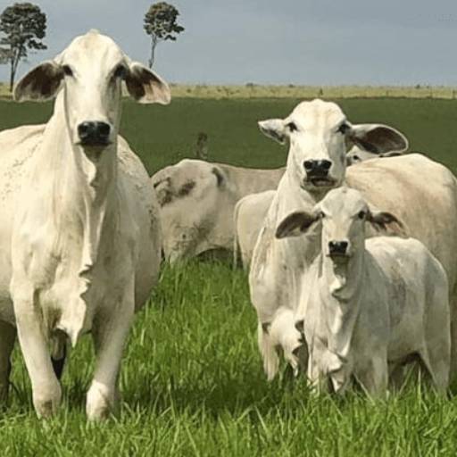 Comprar o produto de Sal Mineral Master 80% Vaca de Leite em Bovinos pela empresa Agropecuária Lukan Casa de Ração, Pet Shop, Produtos Veterinários e Agrícolas em Bom Jesus dos Perdões, SP por Solutudo