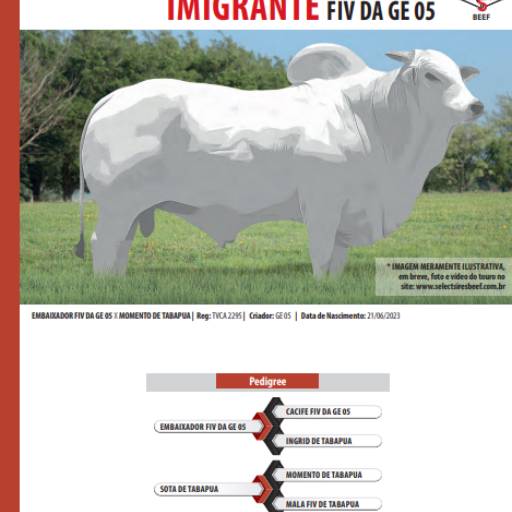 Touro Brahman Imigrante FIV da GE 05 (T0042)