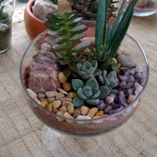 Comprar o produto de Terrário em mini taça de vidro em Peças Decorativas pela empresa Flor & Art-Suculentas em Jundiaí, SP por Solutudo