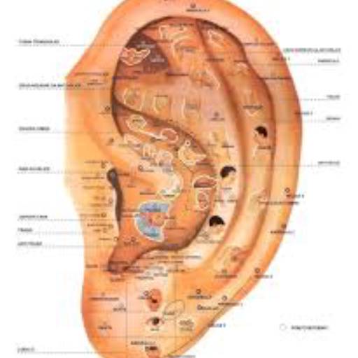 ACUPUNTURA AURICULAR 