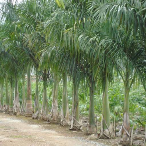 Palmeira Imperial em Itapetininga, SP por Paraíso Jardim - Serviços de Paisagismo