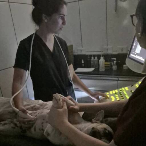 exame de ultrassom   abdominal  afim de elucidar  alterações em órgãos da cavidade abdominal 