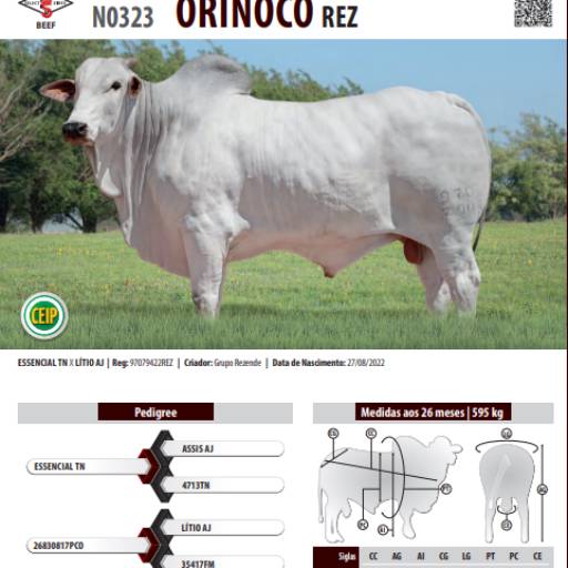 Touro Nelore Orinoco REZ (N0323)