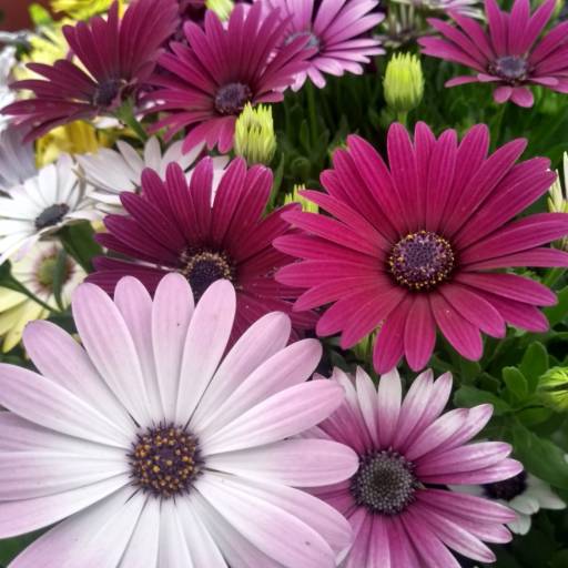 Margarida Dimorphoteca  em Botucatu, SP por Botucatu Garden