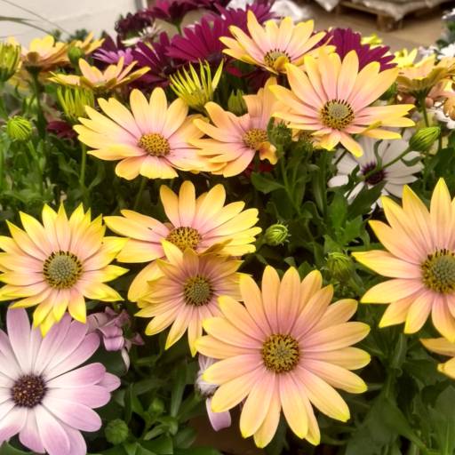 Margarida Dimorphoteca  em Botucatu, SP por Botucatu Garden