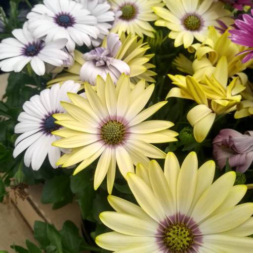 Margarida Dimorphoteca  em Botucatu, SP por Botucatu Garden