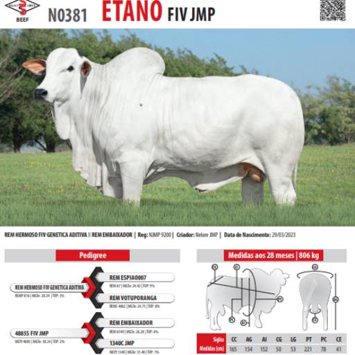 Touro Nelore Etano FIV JMP (N0381)