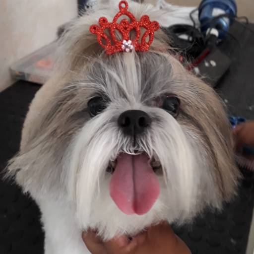 Tosa Completa
