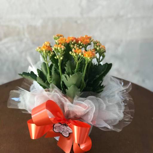 Comprar o produto de Calandiva Laranja para presente em Flores pela empresa Flor de lis - Floricultura e Presentes em Ourinhos, SP por Solutudo