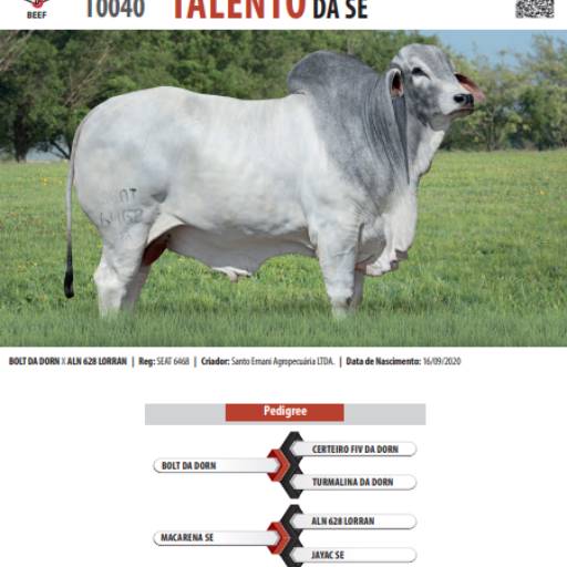 Touro Brahman Talento da SE (T0040)