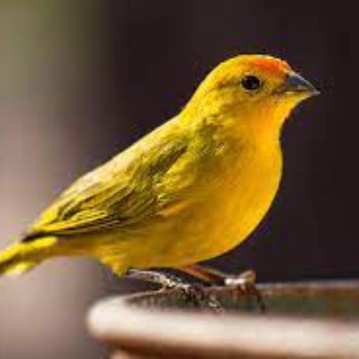 Ração para Canário por Agropecuária Lukan Casa de Ração, Pet Shop, Produtos Veterinários e Agrícolas