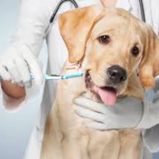 Pet Shop por Pet & Vet Clínica Médica e Estética 
