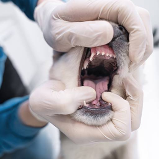 Odontologia Veterinária em Americana 