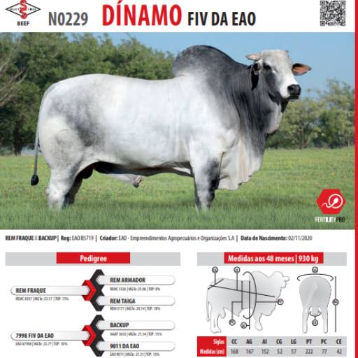 Touro Nelore Dínamo FIV da EAO (N0229)