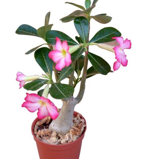 Comprar o produto de Rosa do deserto em Plantas pela empresa Paraíso Jardim - Serviços de Paisagismo em Itapetininga, SP por Solutudo