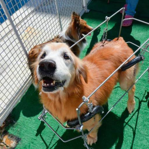 D4 COLOCAÇÃO RAJADO por VetCar