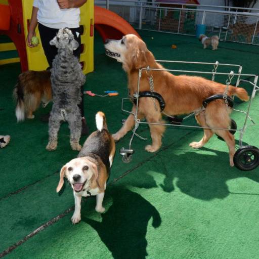 D4 COLOCAÇÃO RAJADO por VetCar
